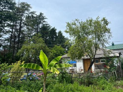 Shekhvetili House | OK Sahli