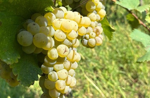 Imereti House | Baias Wine