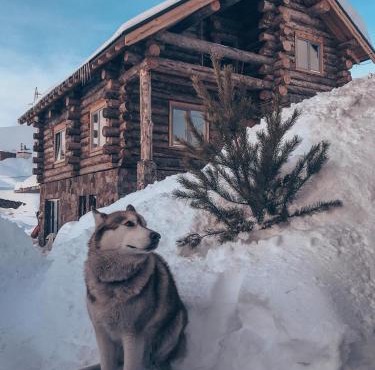 Mountain Cricket Chalets and Apartments Gudauri in Gudauri