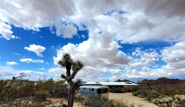 Stephs Panorama Paradise:7.5 acres of wildlife-viewing peace. Minutes from Park in Joshua Tree
