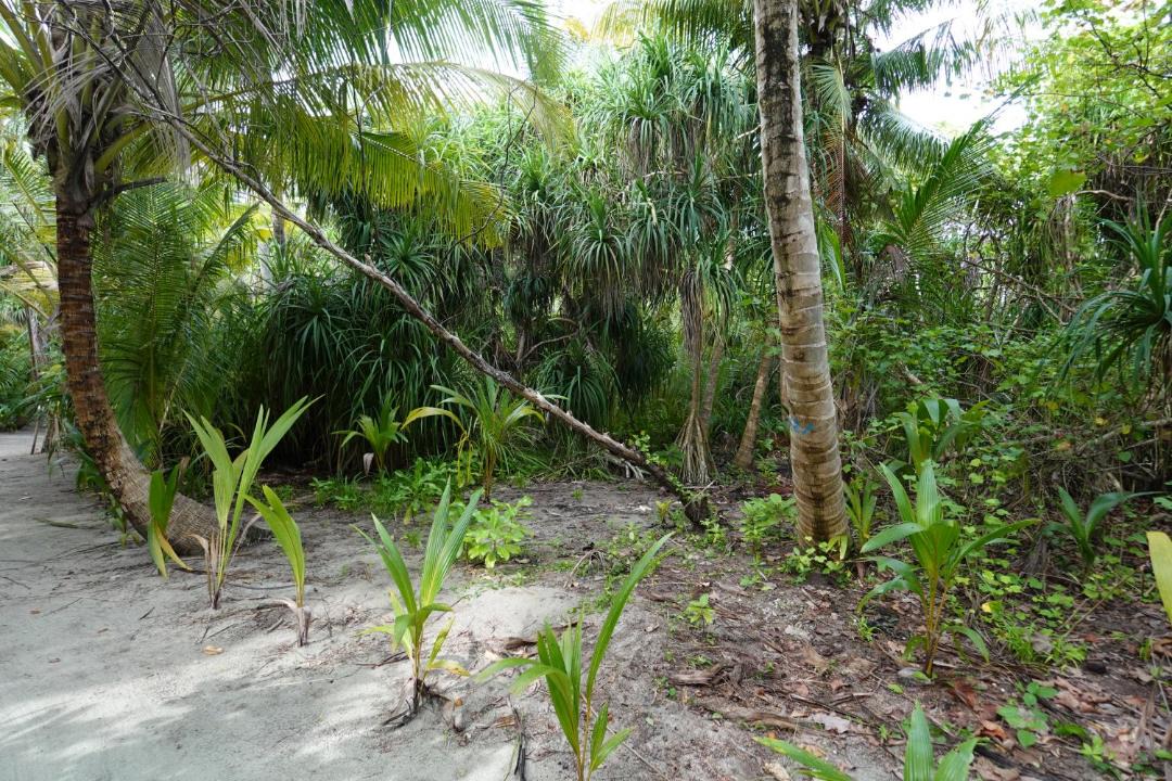 Thinadhoo House | Stay Kora