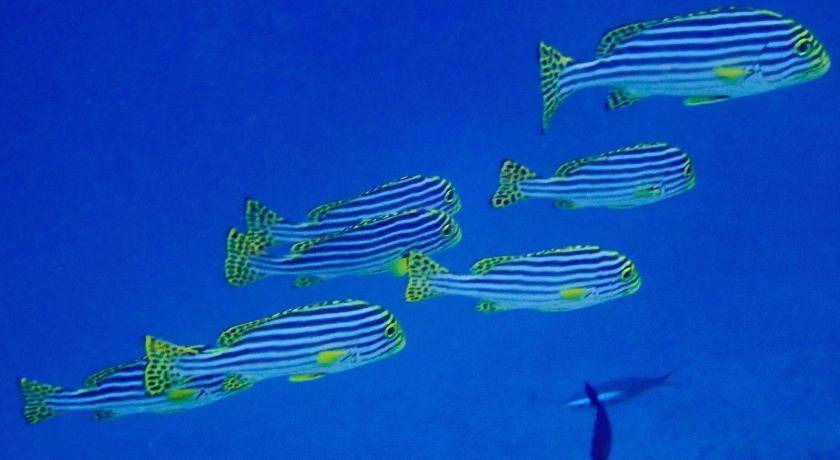 Photo of Others in Omadhoo
