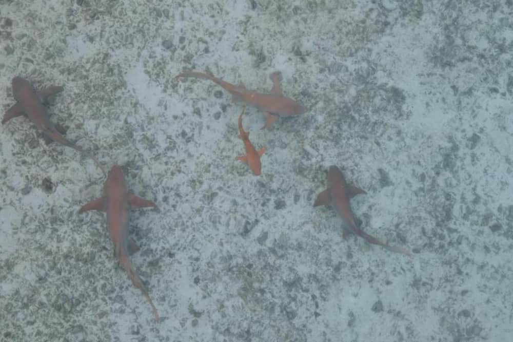 Photo of Others in Felidhoo