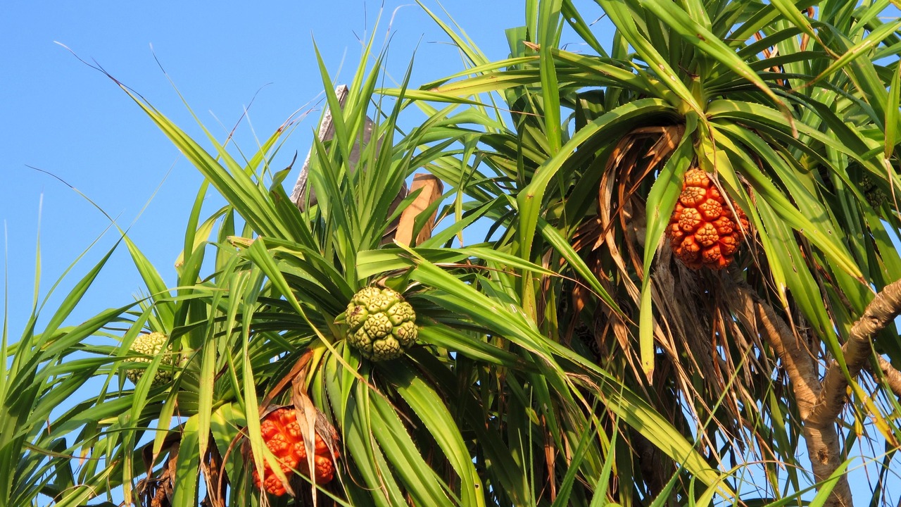 Photo of Outdoor in Hanimaadhoo
