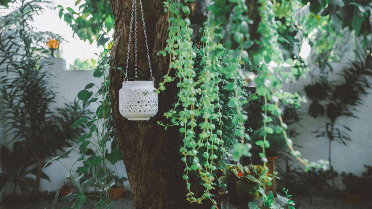Photo of Outdoor in Thulusdhoo Island