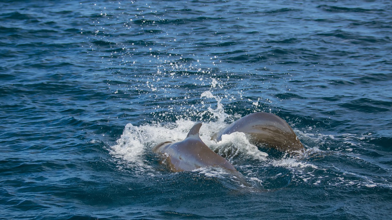 Photo of Others in Ukulhas