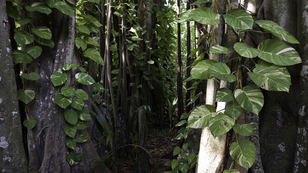 Photo of Outdoor in Kuramathi Island