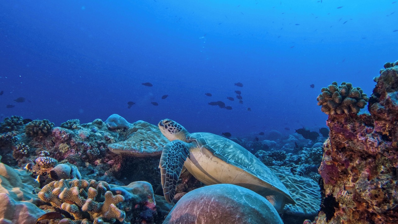 Photo of Outdoor in Bandos Island