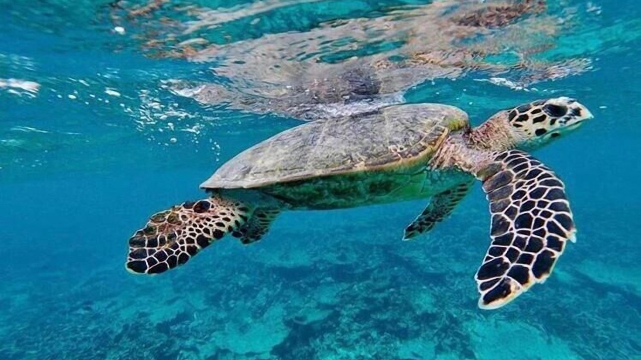 Photo of Others in Fulidhoo