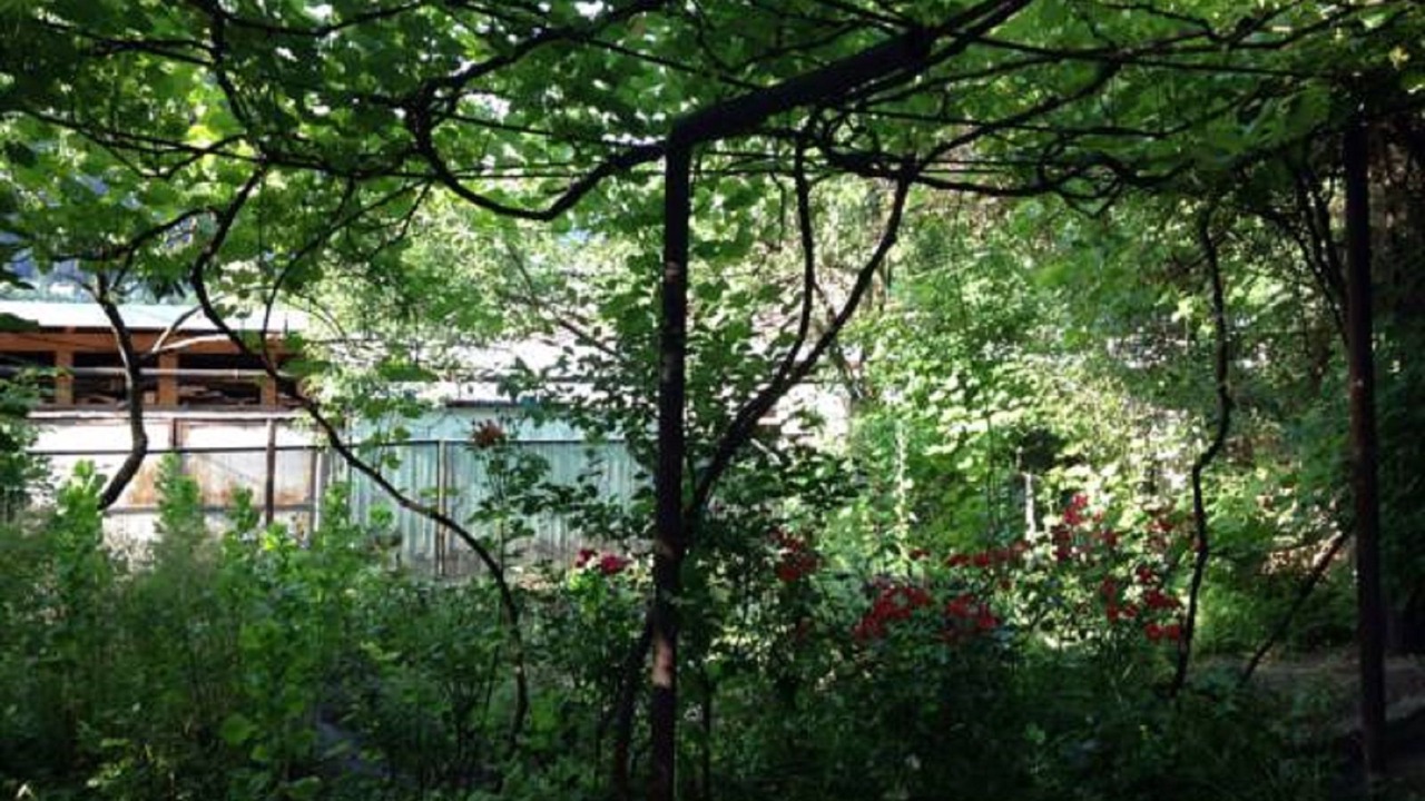 Photo of Outdoor in Borjomi