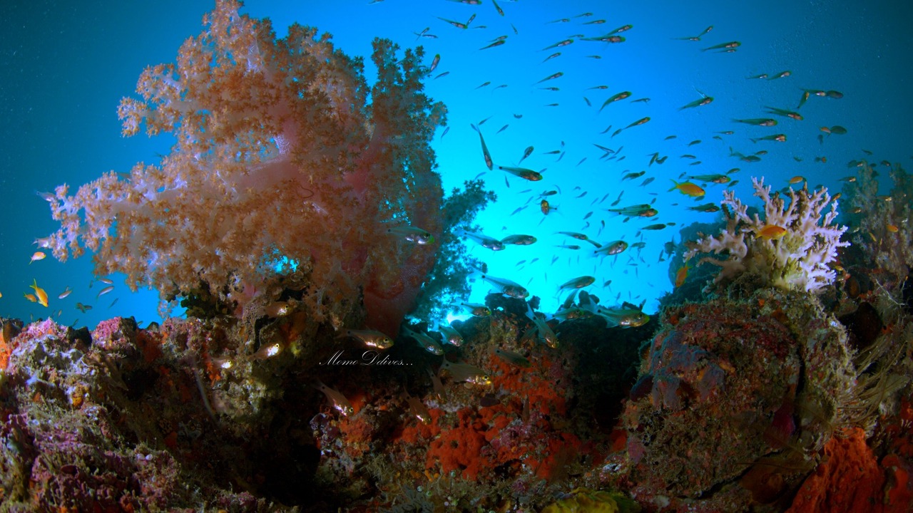 Photo of Others in Hoarafushi