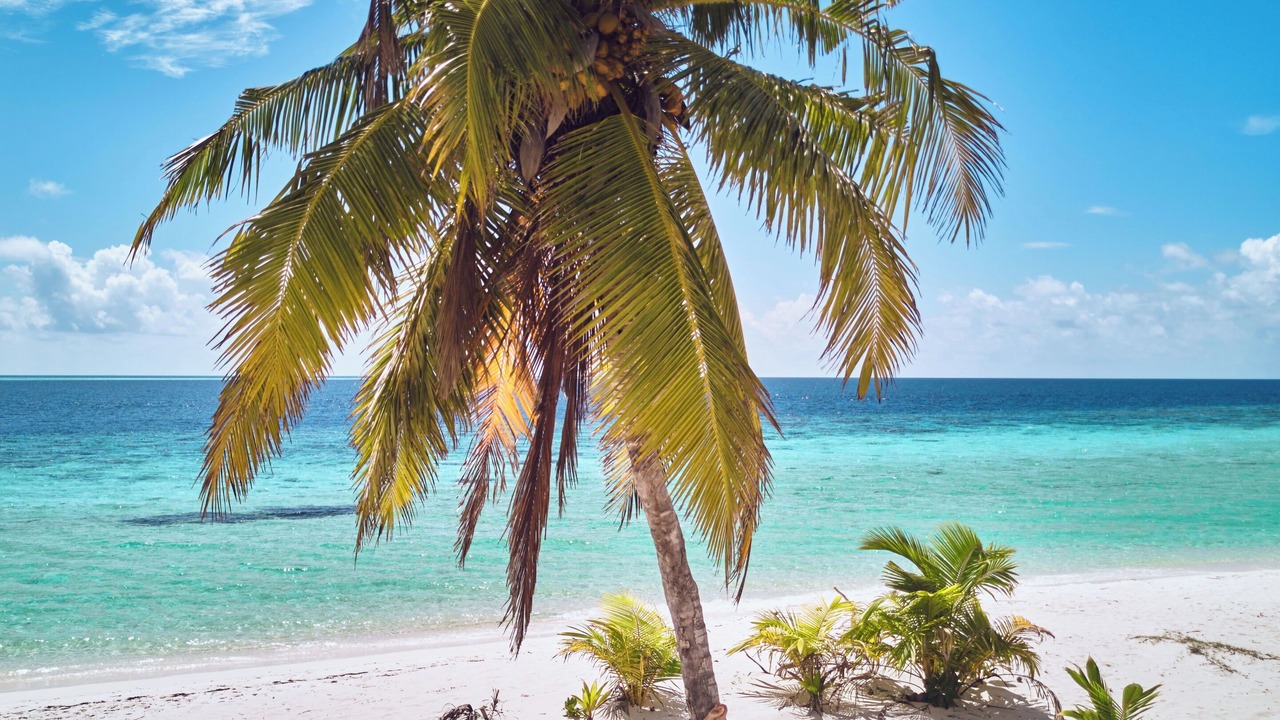 Photo of Others in Gaafu Alifu Atoll
