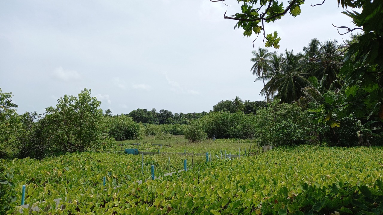 Photo of Outdoor in Fiyoari Island
