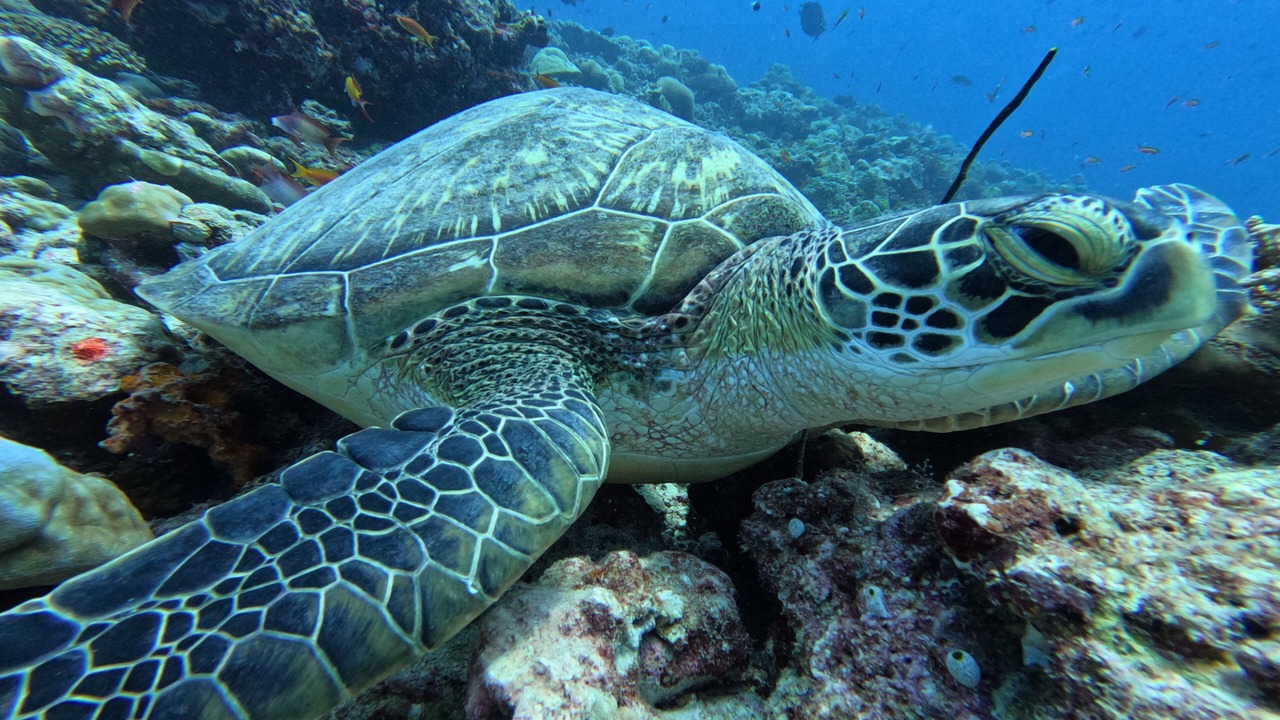 Photo of Others in Dharavandhoo
