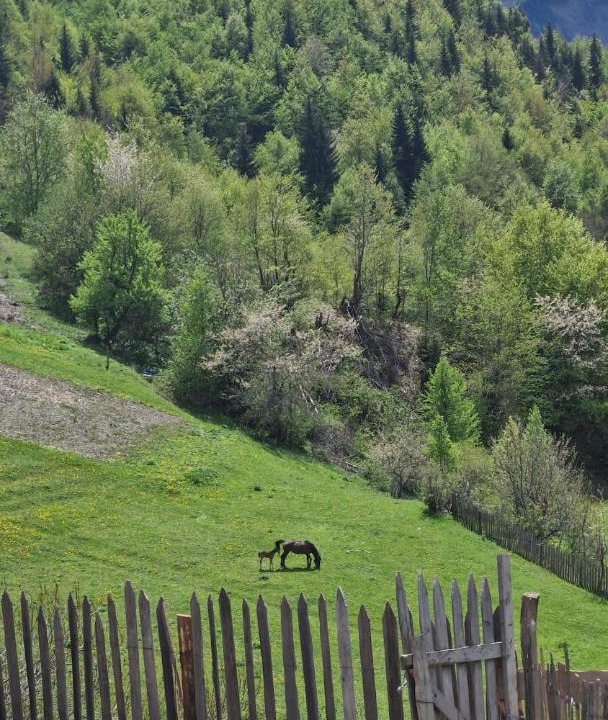 Photo of Others in Mestia