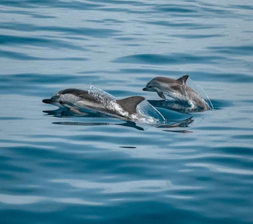 Photo of Others in Milandhoo