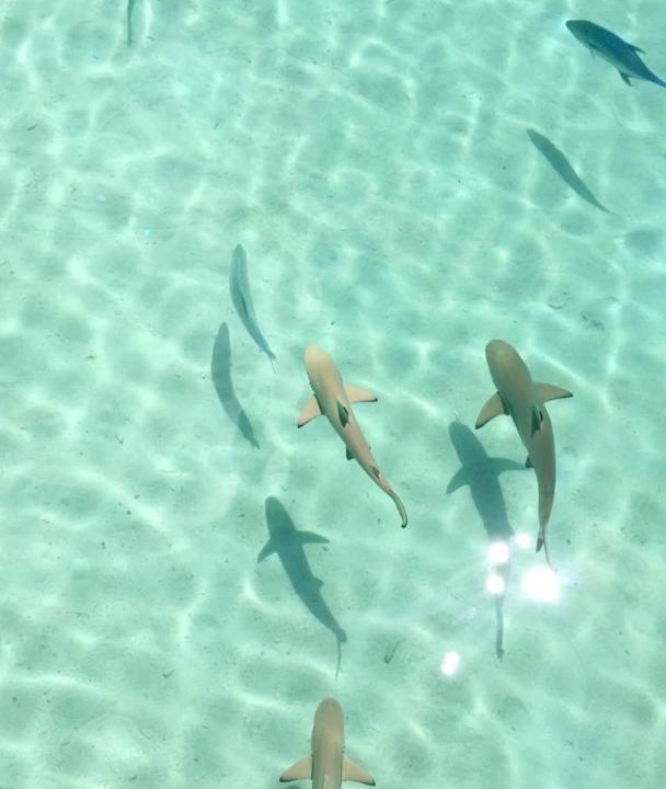Photo of Others in Milandhoo