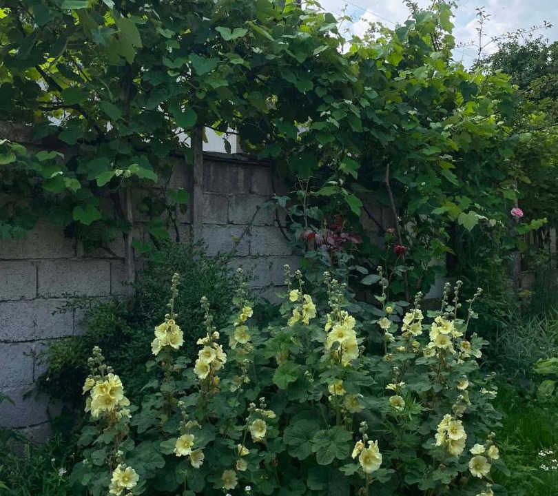 Photo of Outdoor in Lentekhi