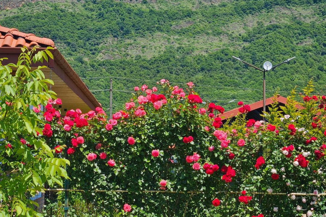 Photo of Others in Kvareli