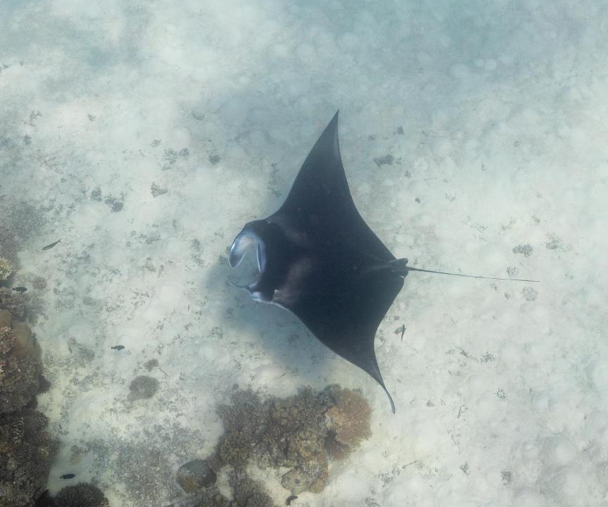 Photo of Others in Omadhoo