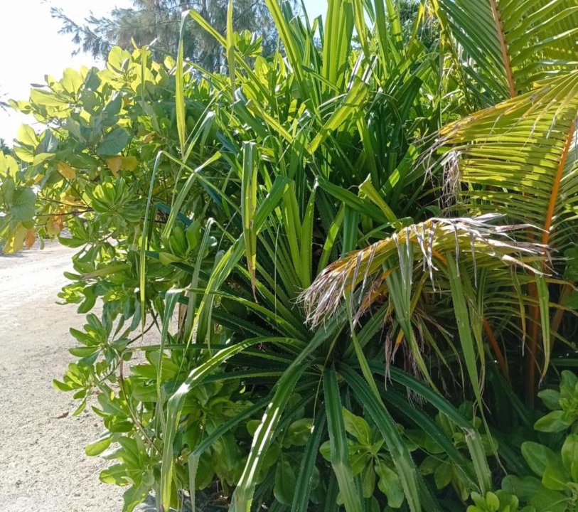 Photo of Outdoor in Fiyoari Island