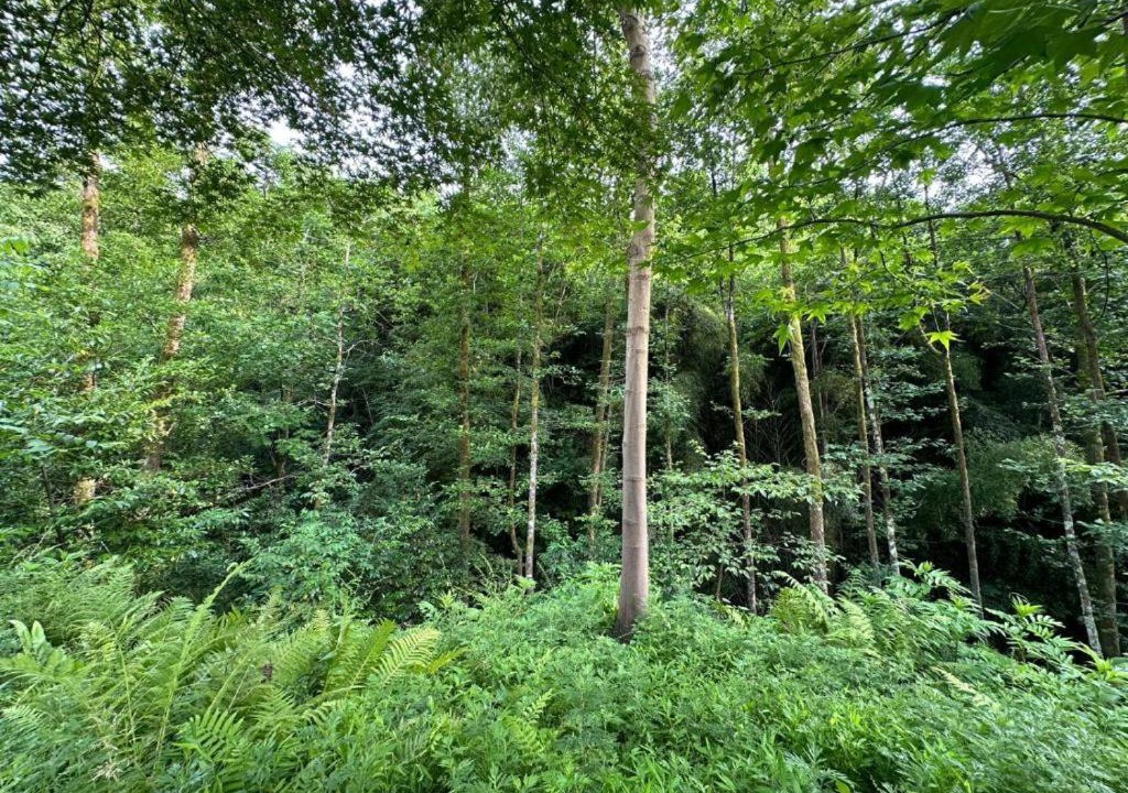 Photo of Outdoor in Khelvachauri
