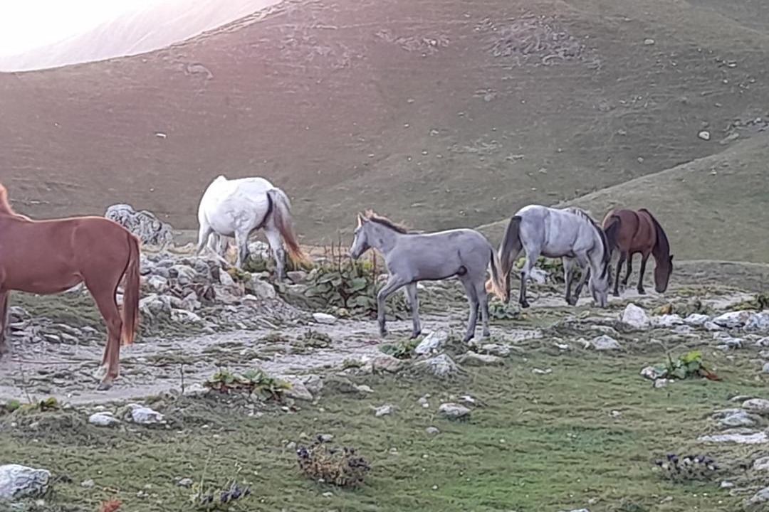 Photo of Others in Mazeri