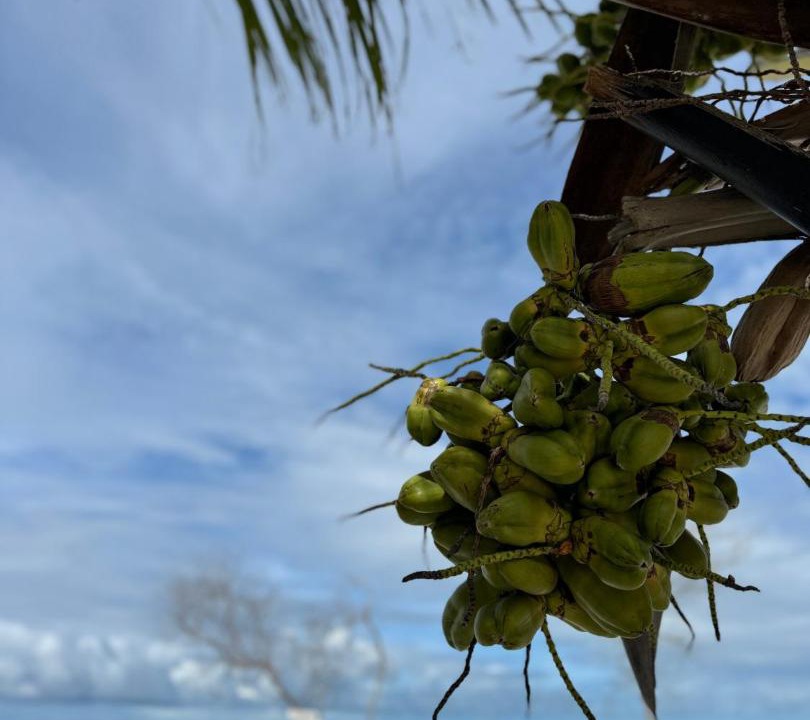 Photo of Others in Dhiffushi