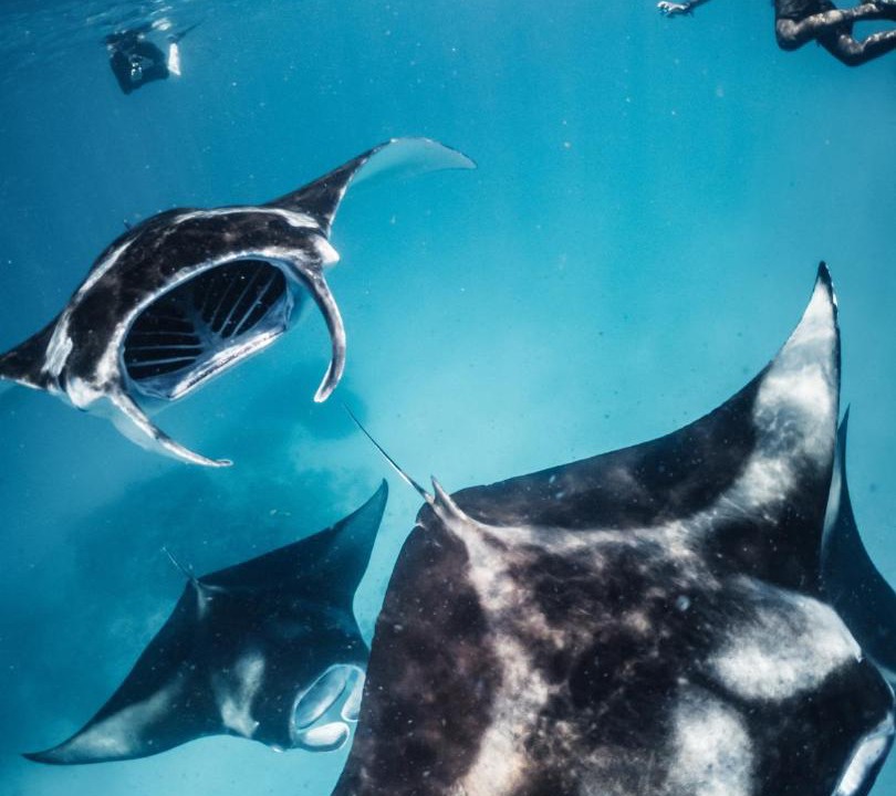 Photo of Others in Baa Atoll
