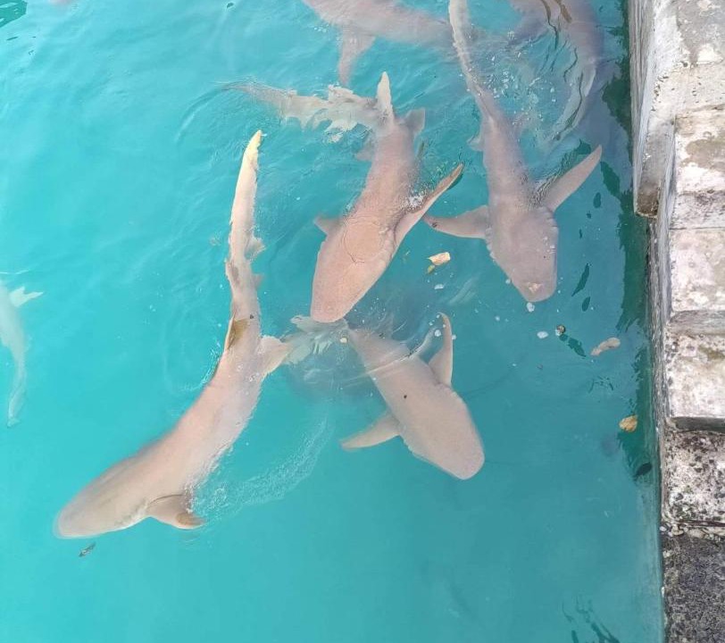 Photo of Others in Rasdhoo