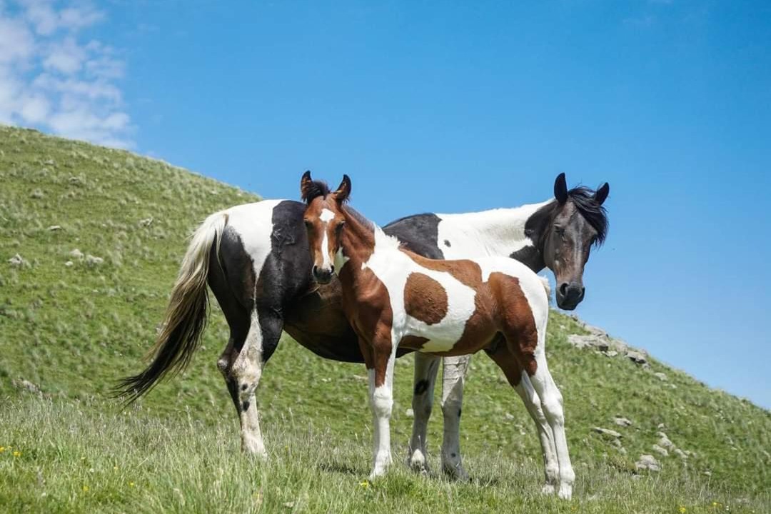 Photo of Others in Stepantsminda