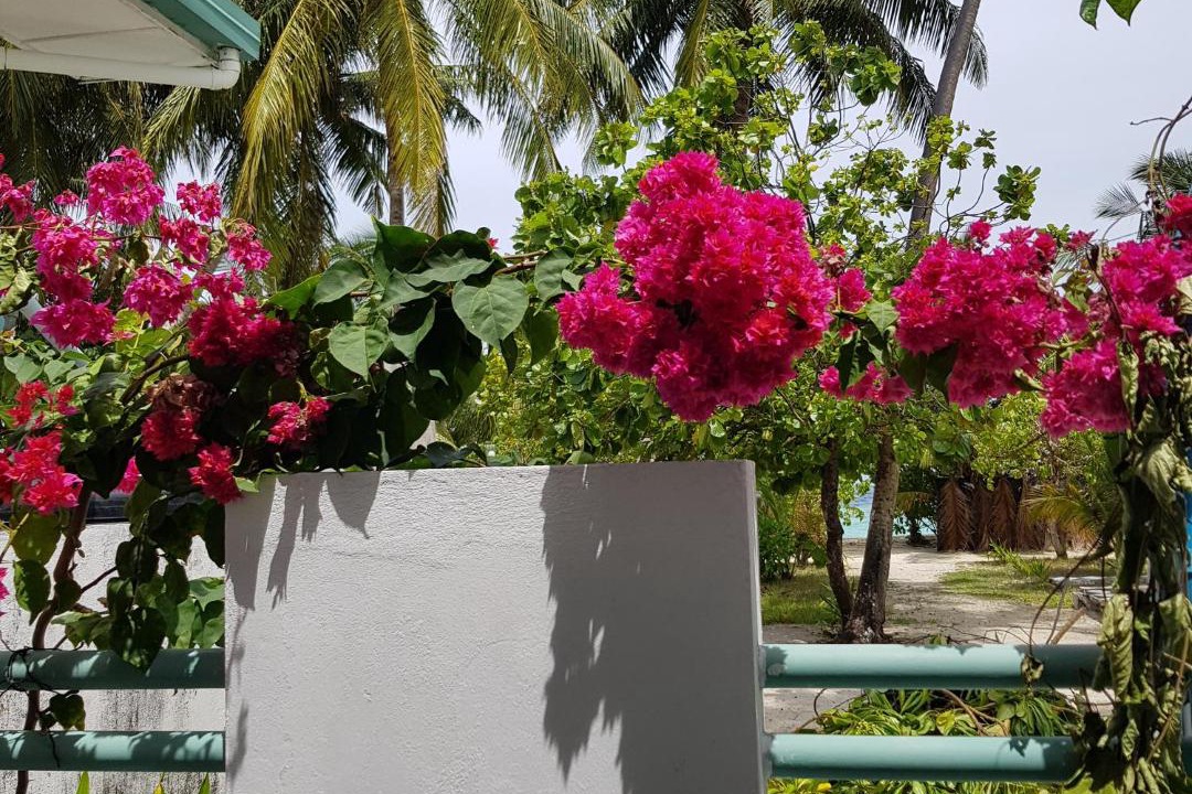 Photo of Others in Felidhoo