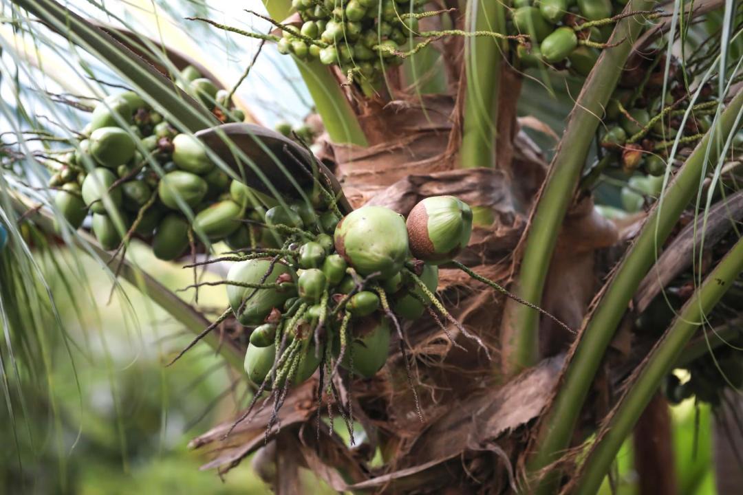 Photo of Others in Thoddoo