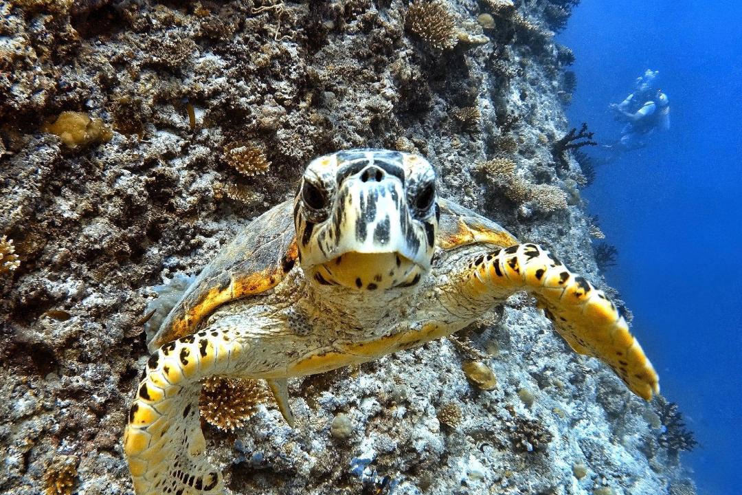 Photo of Others in Dhigurah