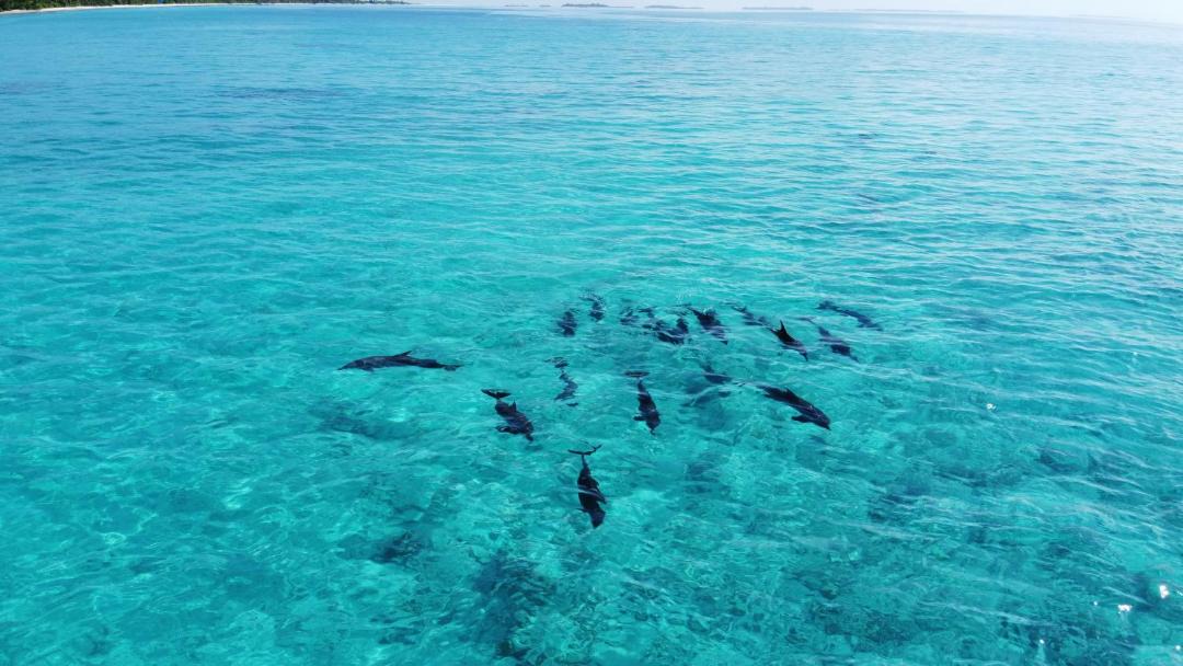 Photo of Others in Dhigurah