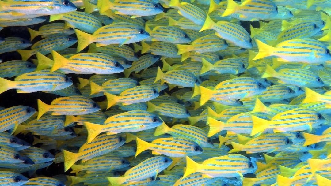 Photo of Others in Dhigurah