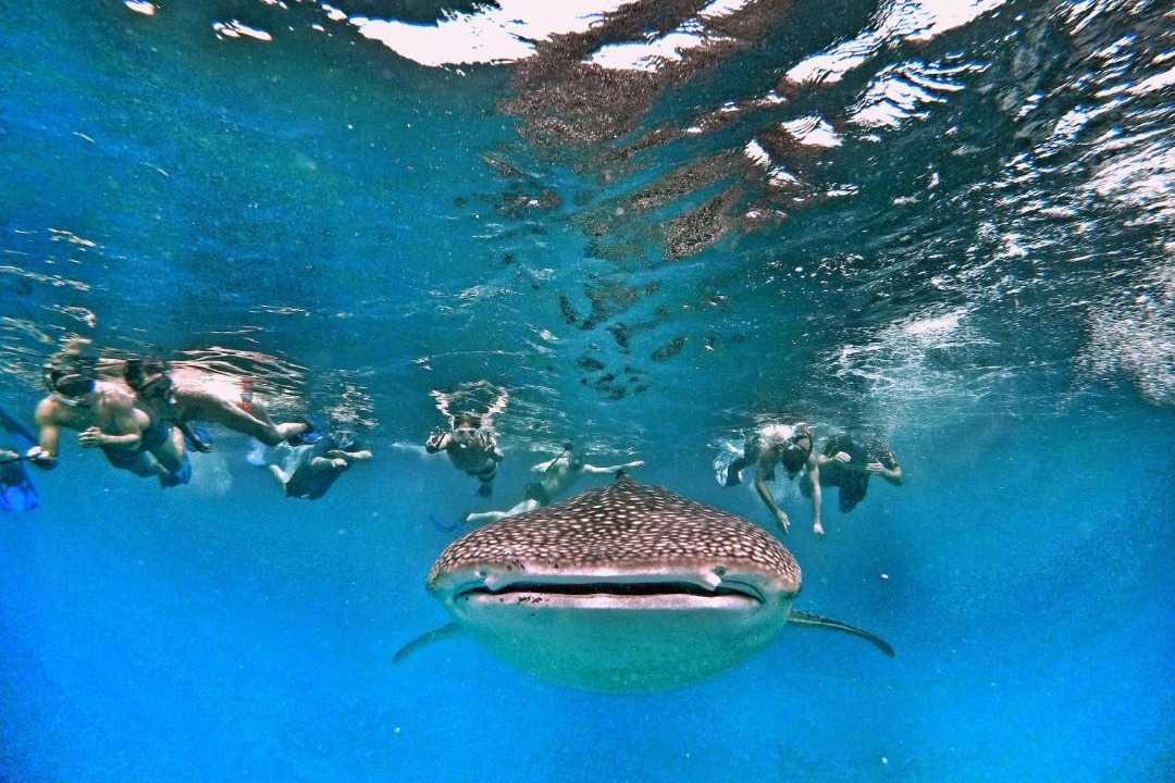 Photo of Others in Dhigurah