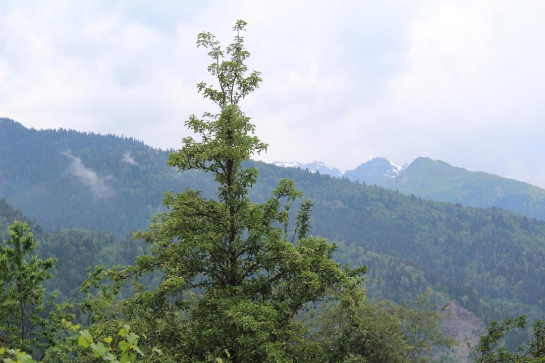 Photo of Others in Bagvdanari