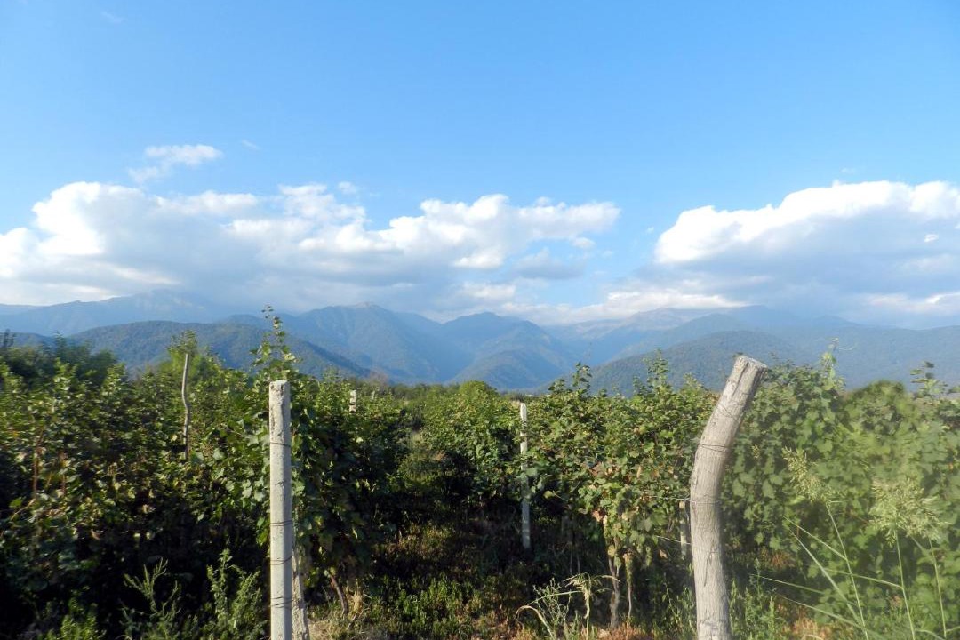 Photo of Others in Lagodekhi