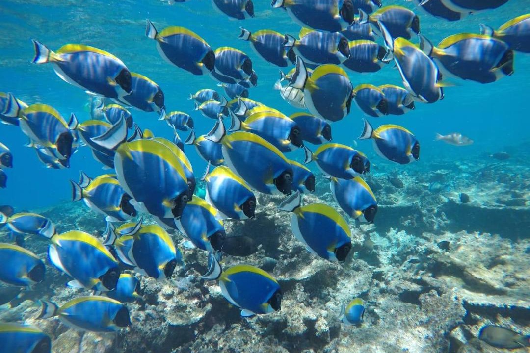 Photo of Others in Guraidhoo