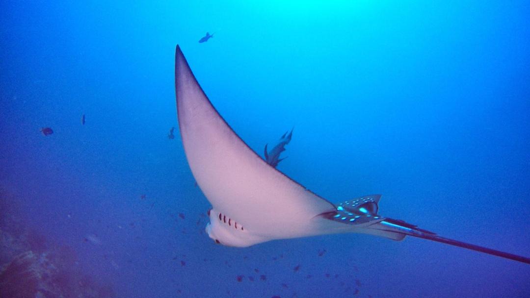 Photo of Others in Dhigurah