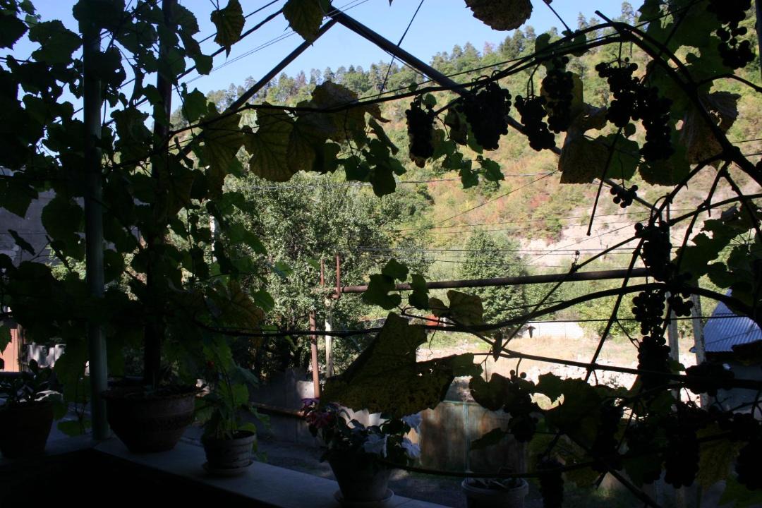 Photo of Others in Borjomi