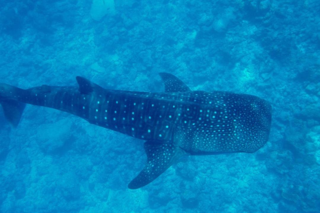 Photo of Others in Dhigurah