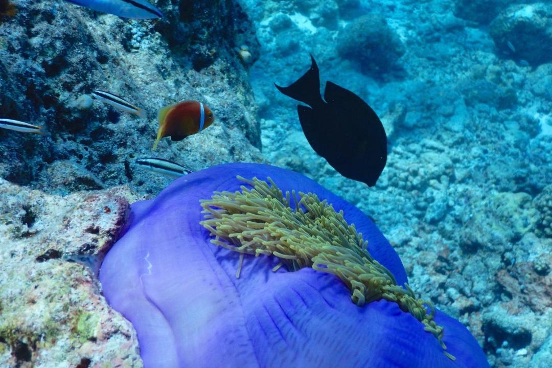 Photo of Others in Dhigurah