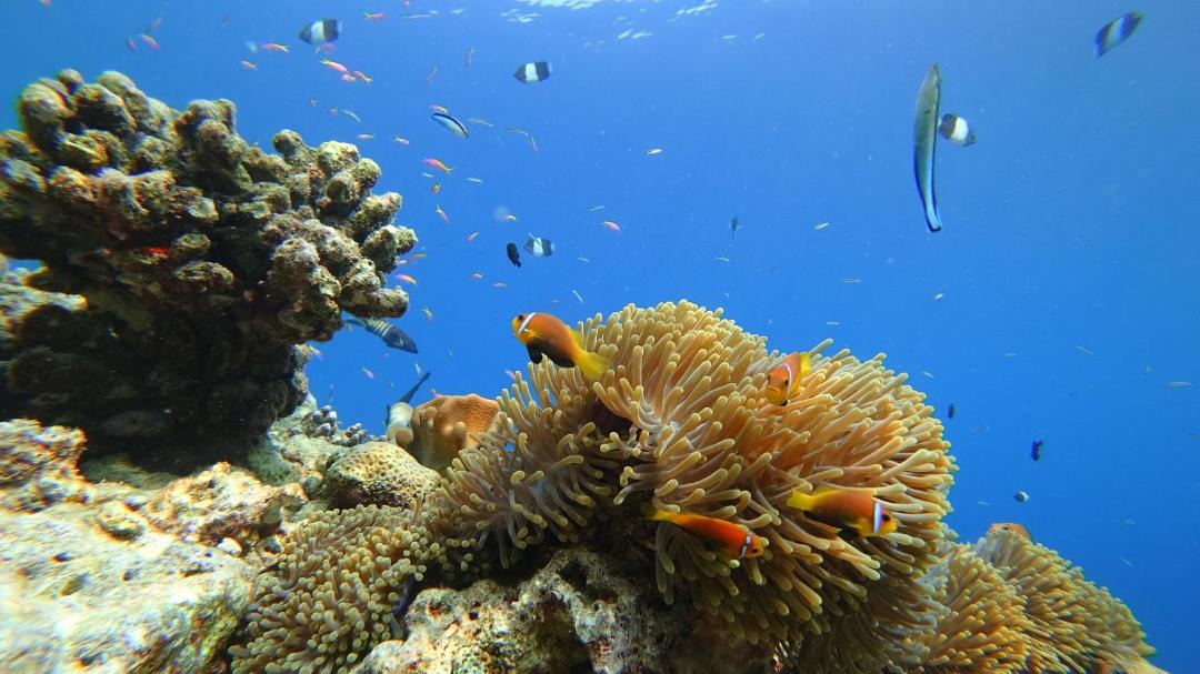 Photo of Others in Rasdhoo