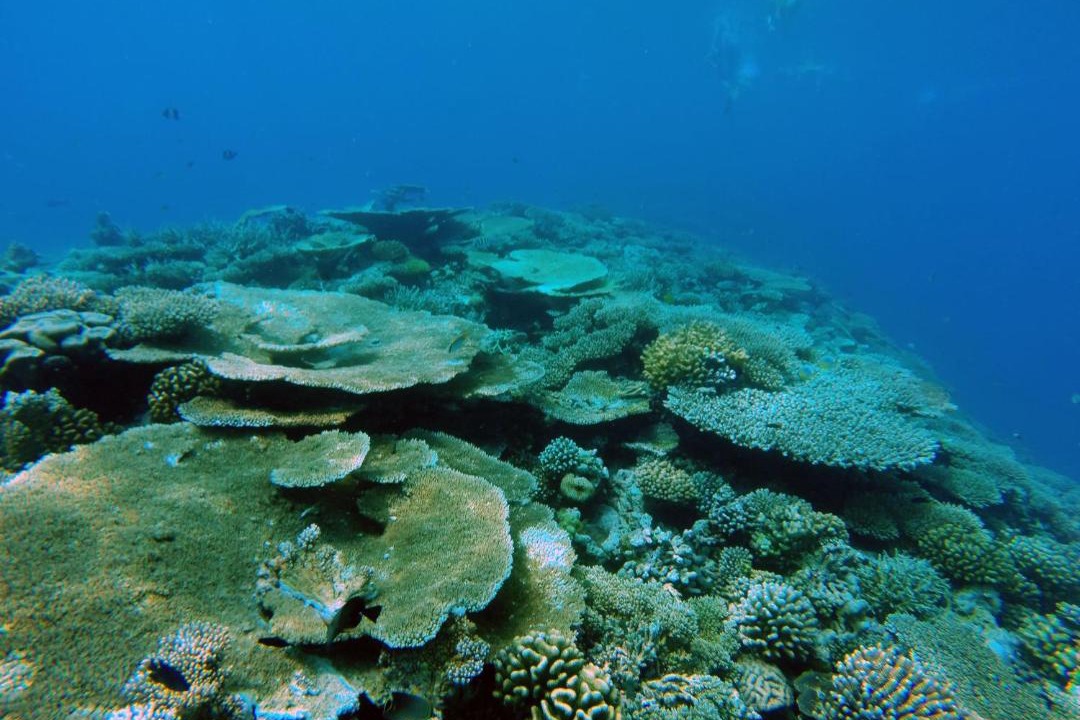 Photo of Others in Dharavandhoo