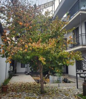 Gori House | KHORGO