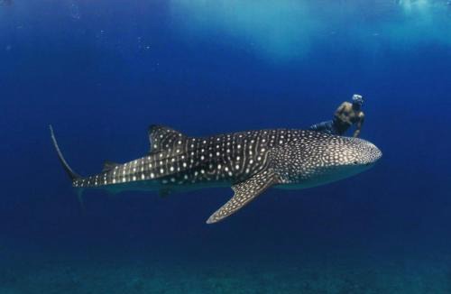 Dhigurah Hotel | Sunwave Dhigurah