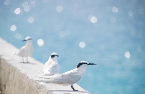 Makunudu Resort | Makunudu Island- An Intimate Hideaway